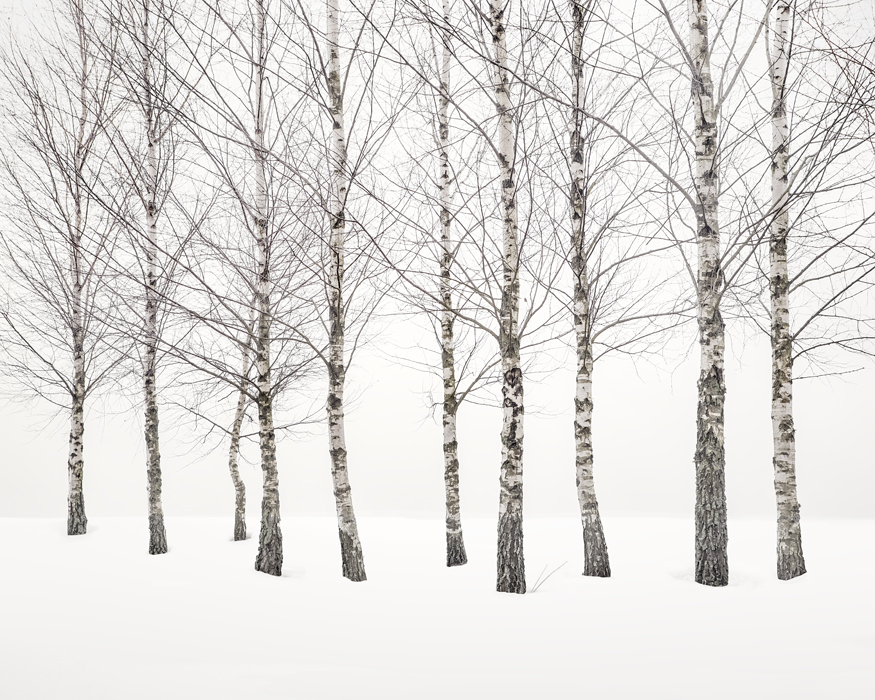 2020-Winter-Birches